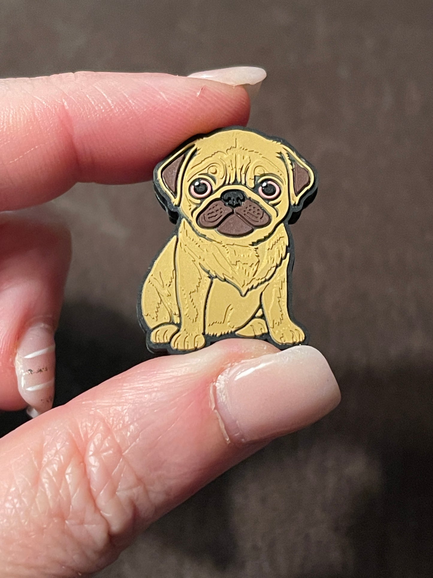 Pug dog Focal